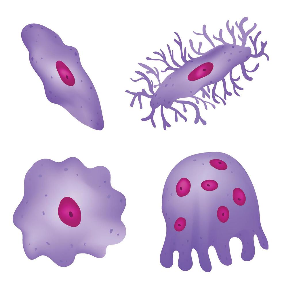 Types of Bone cell. Inside the bone vector