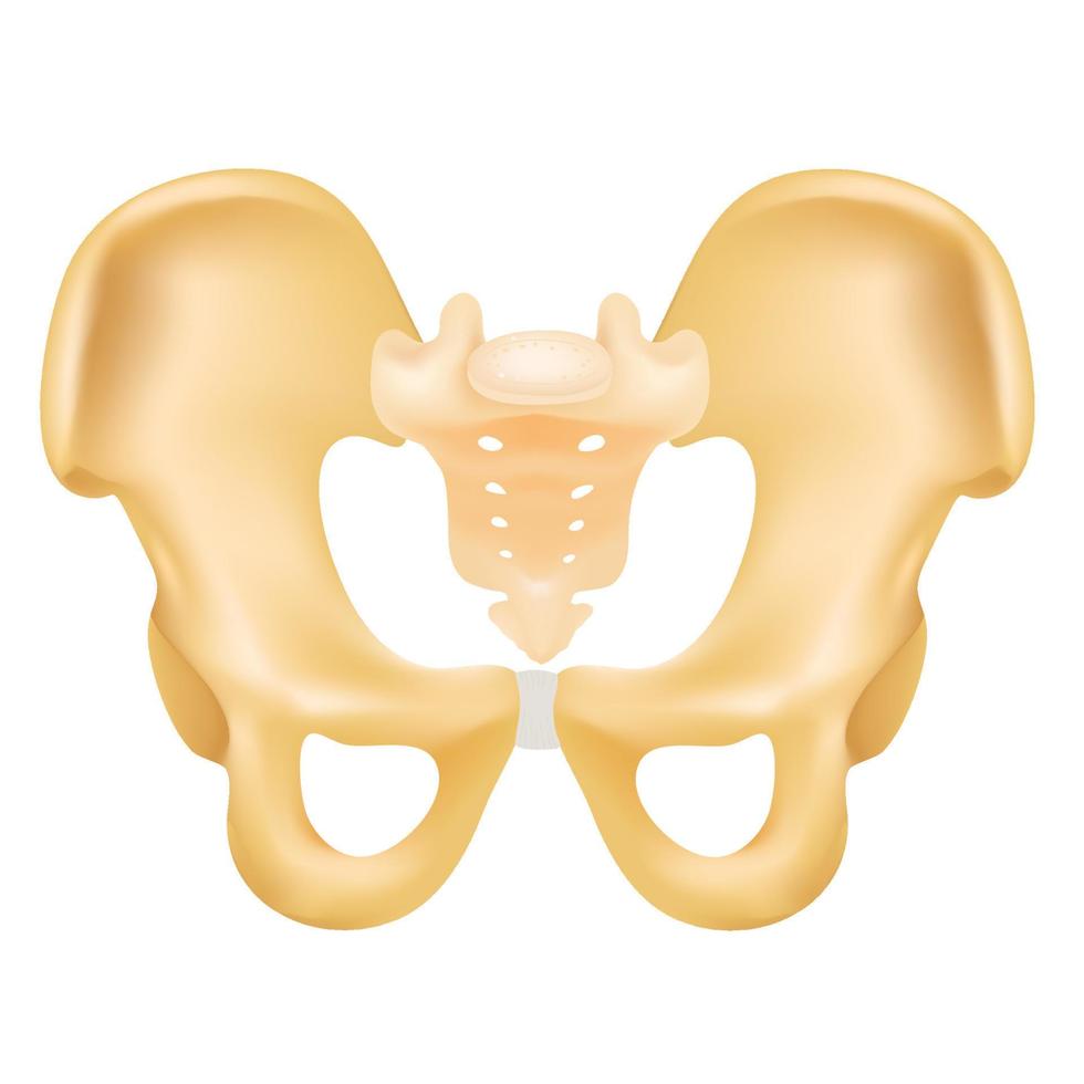 Structure of pelvis. vector