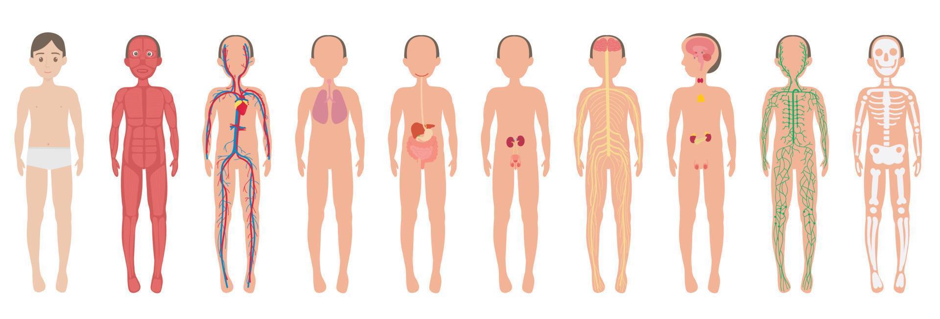 Body System A Man Human Set. vector