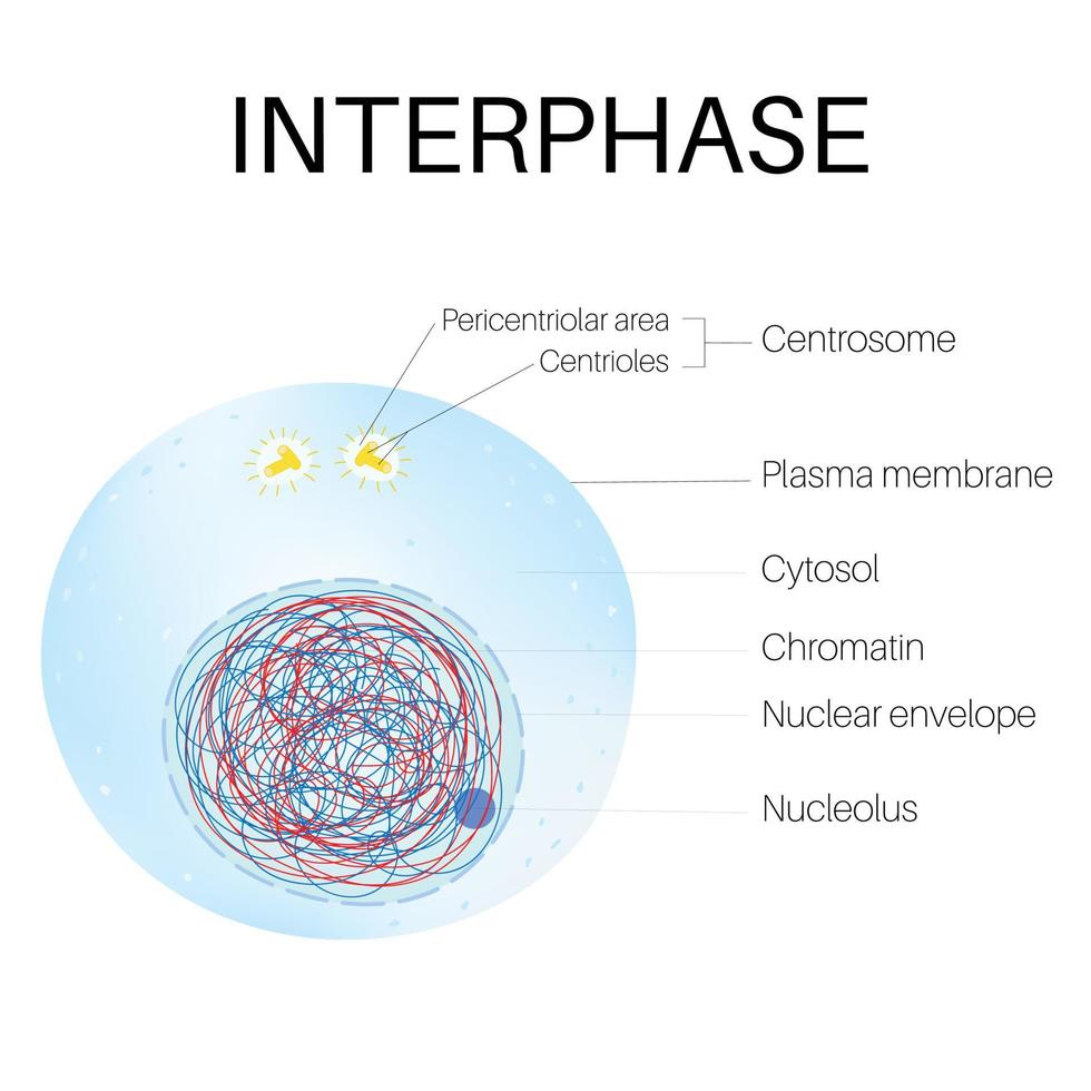 interfase es el fase de el célula ciclo. vector