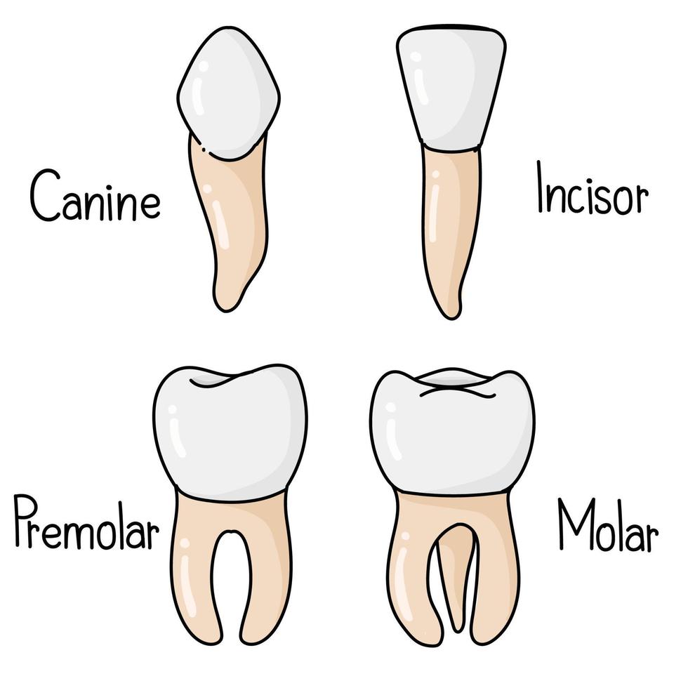 allí son 4 4 tipos de dientes en el oral. vector