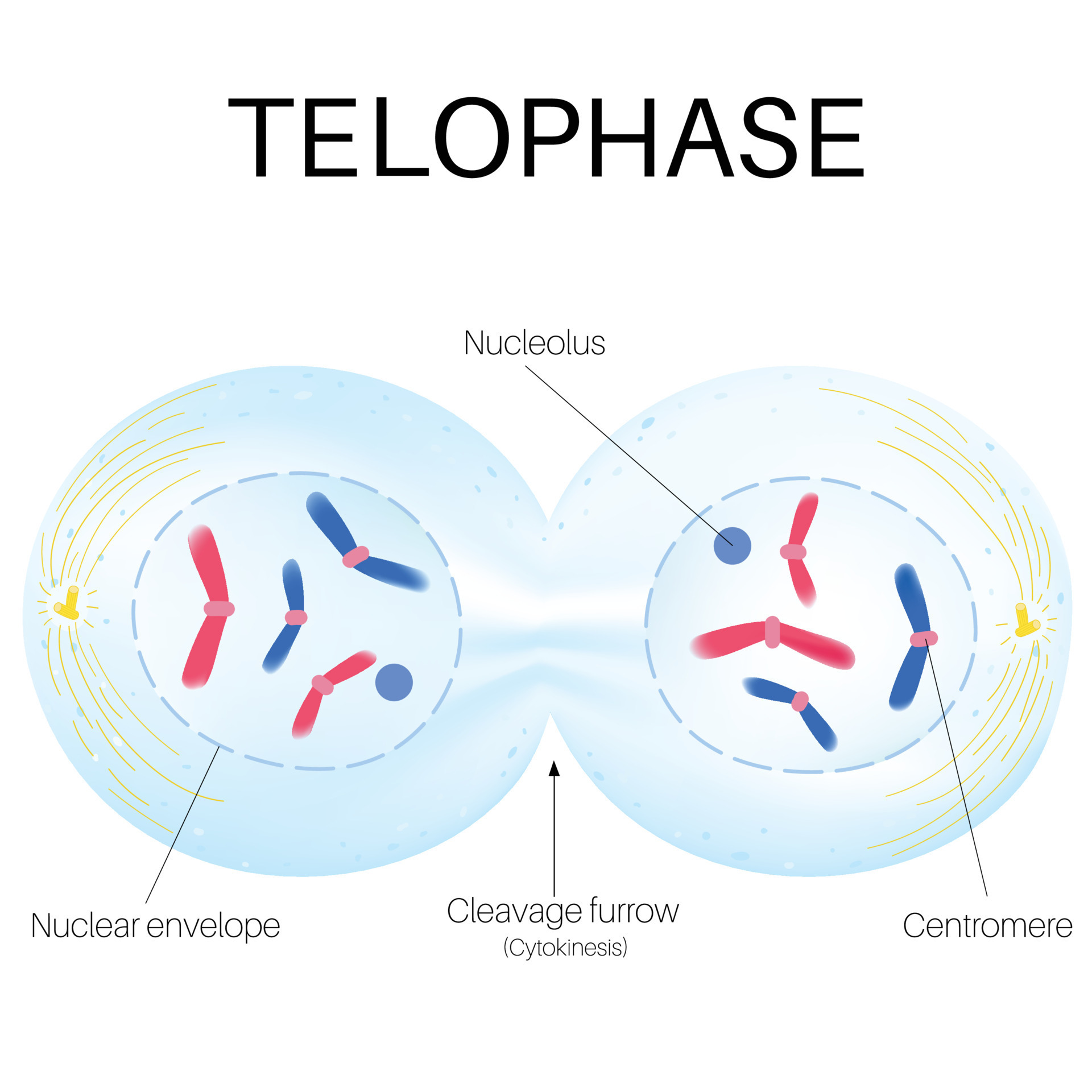 Terophase is the phase of the cell cycle 21594189 Vector Art at Vecteezy Biology Diagrams
