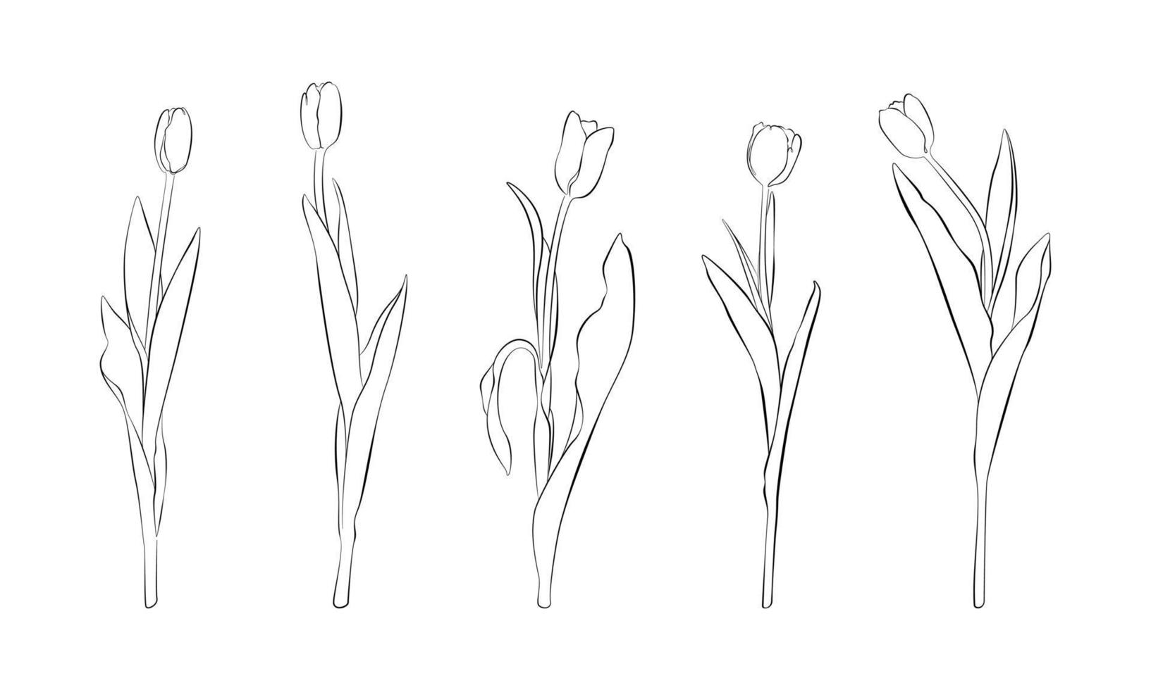 Set of tulips art line black and white drawing isolated. A hand drawn vector sketch of spring flowers. Cut out line of flowers.