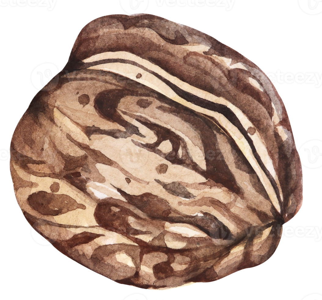 Watercolor walnut.Grain protein. png