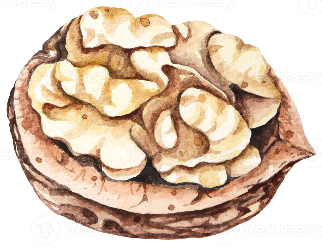 Watercolor walnut.Grain protein. png