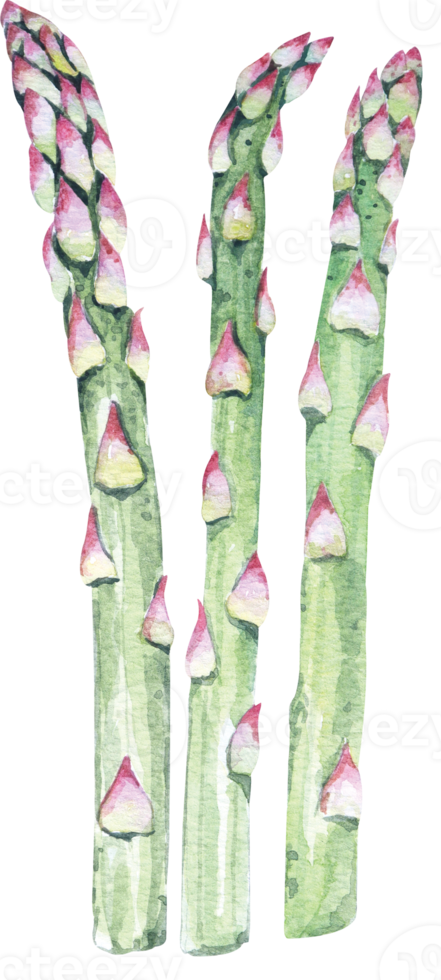 Asparagus painted in watercolor.Healthy vegan food.Salad ingredient.Vegetables, raw materials for cooking. png