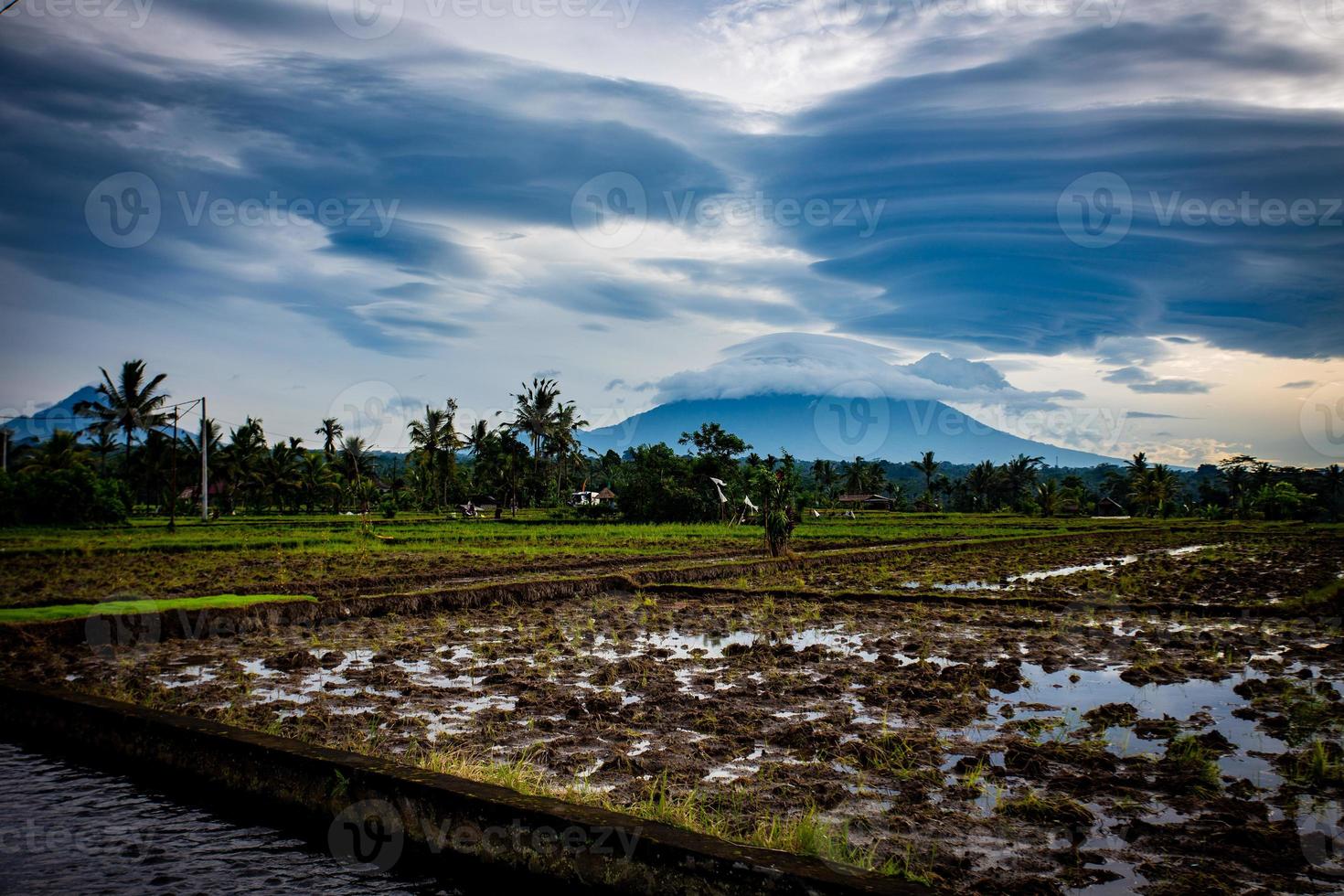 Indonesian Rice Patty in the morning with interesting clouds photo