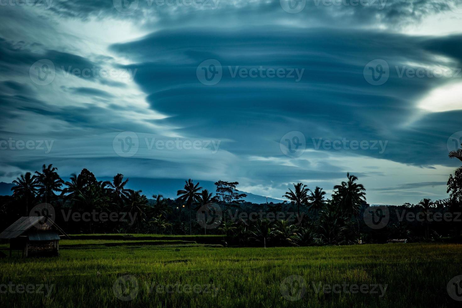 Indonesian Rice Patty in the morning photo