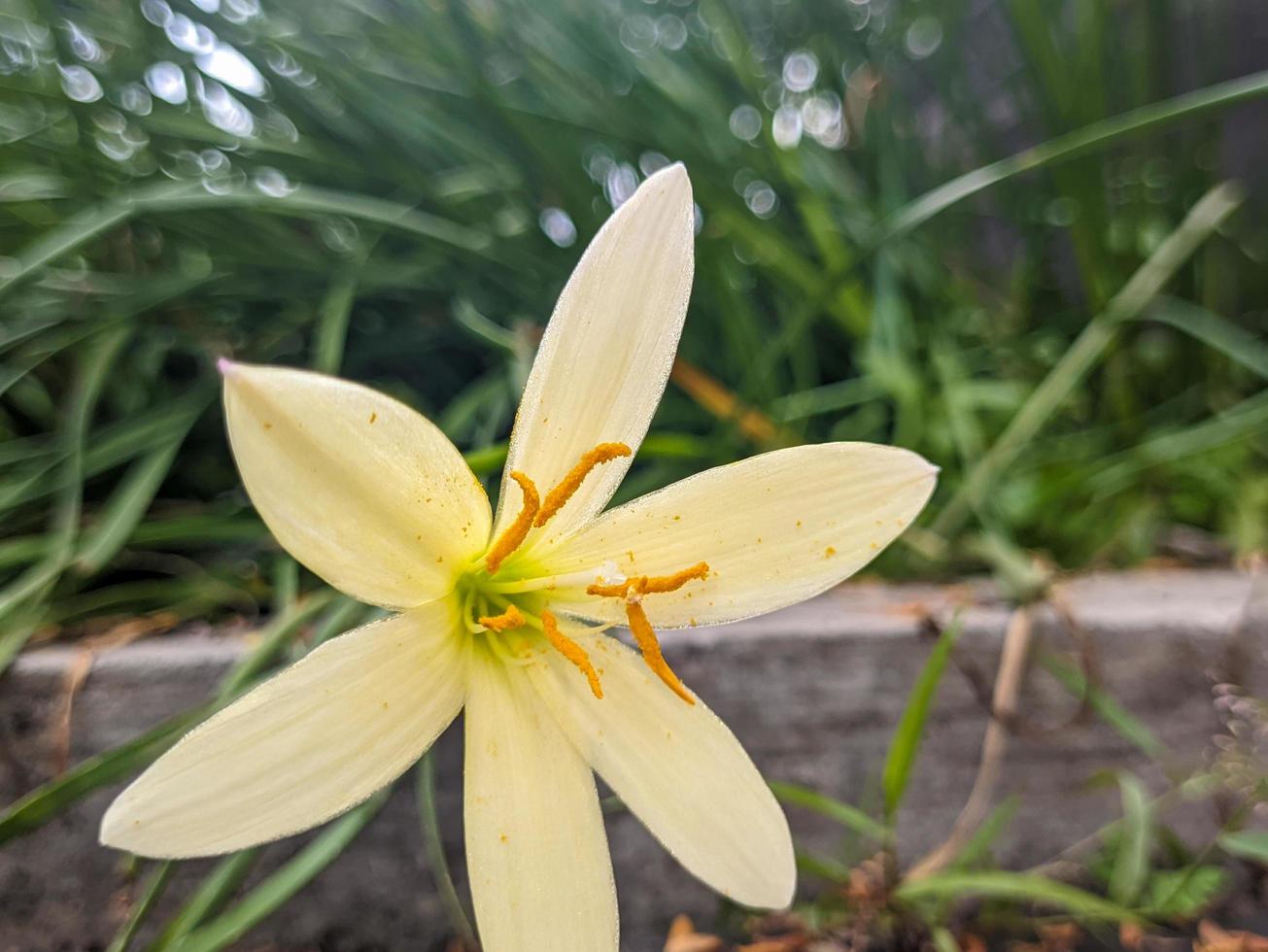 un cerca arriba de Zephyranthes candida flor foto