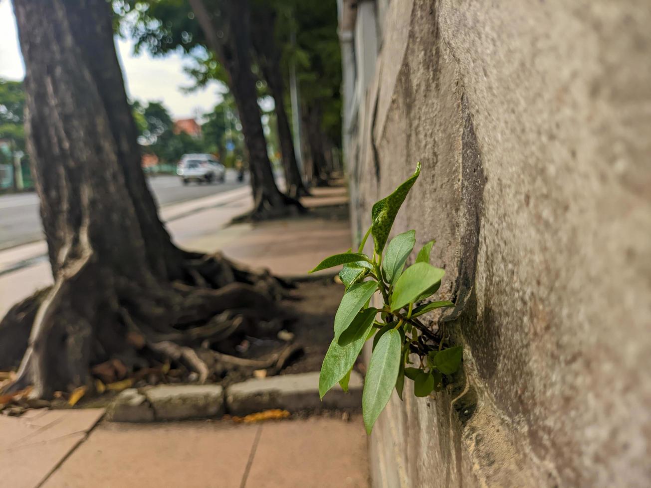 A close up of a plant growing from inside the wall photo