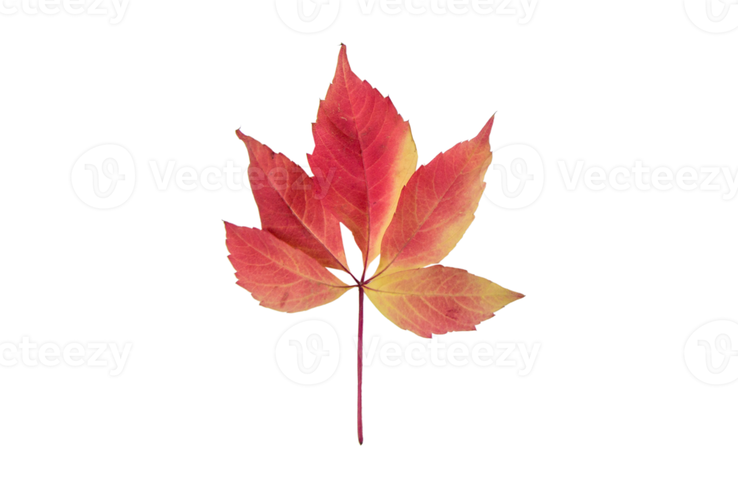 Red leaf tree isolated on a transparent background png