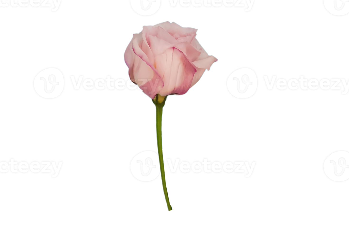 Pink flowers isolated on a transparent background png