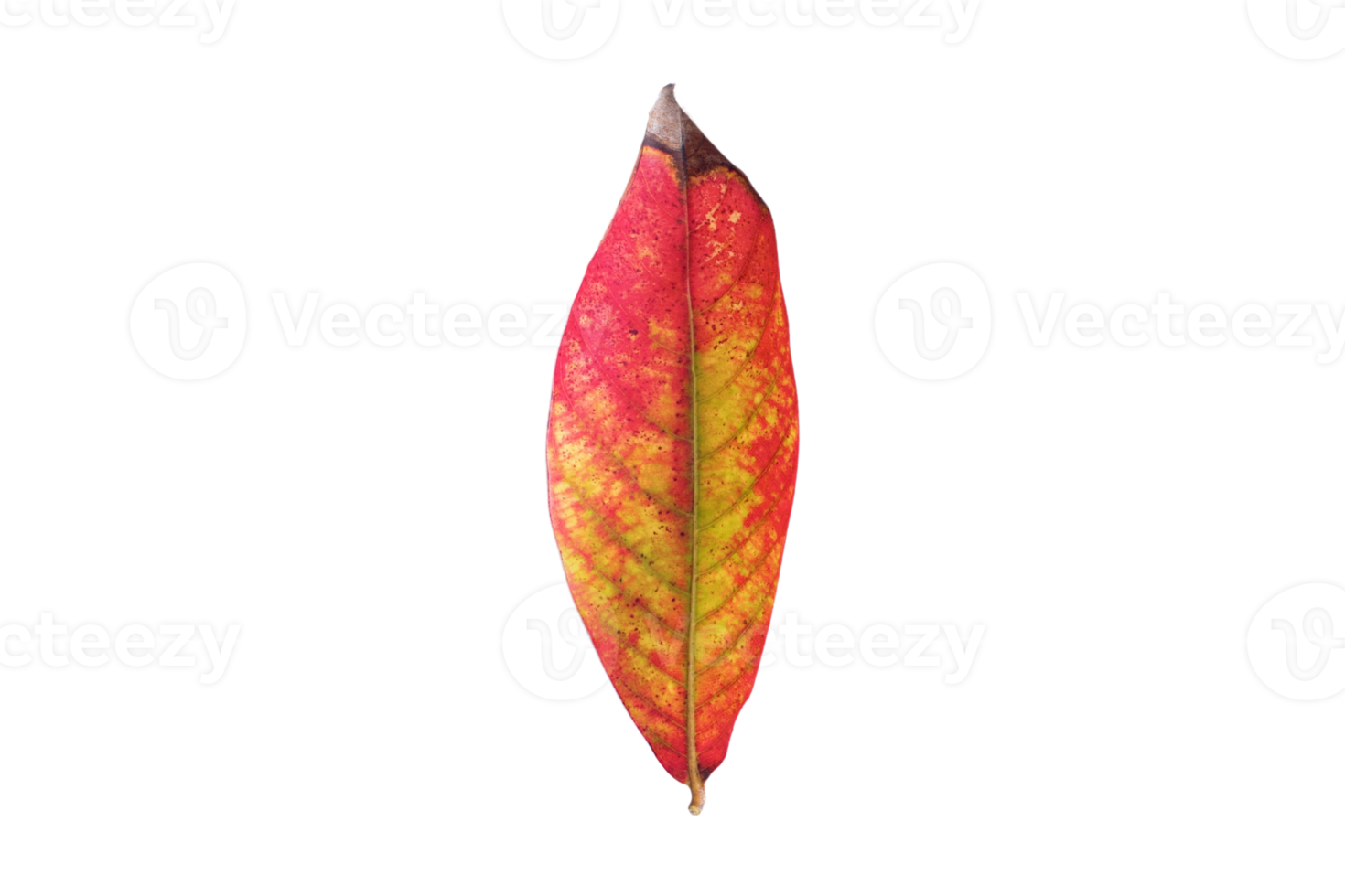Dried leaves isolated on a transparent background png