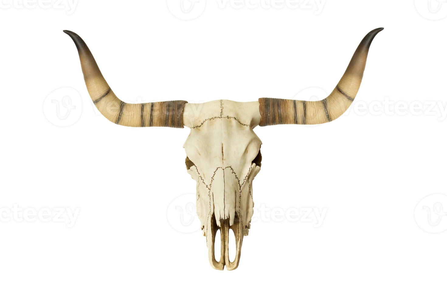 Beige bison skull isolated on a transparent background png