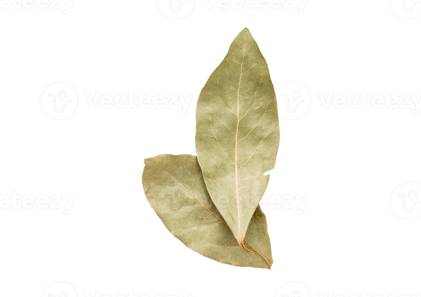 Dried leaves isolated on a transparent background png