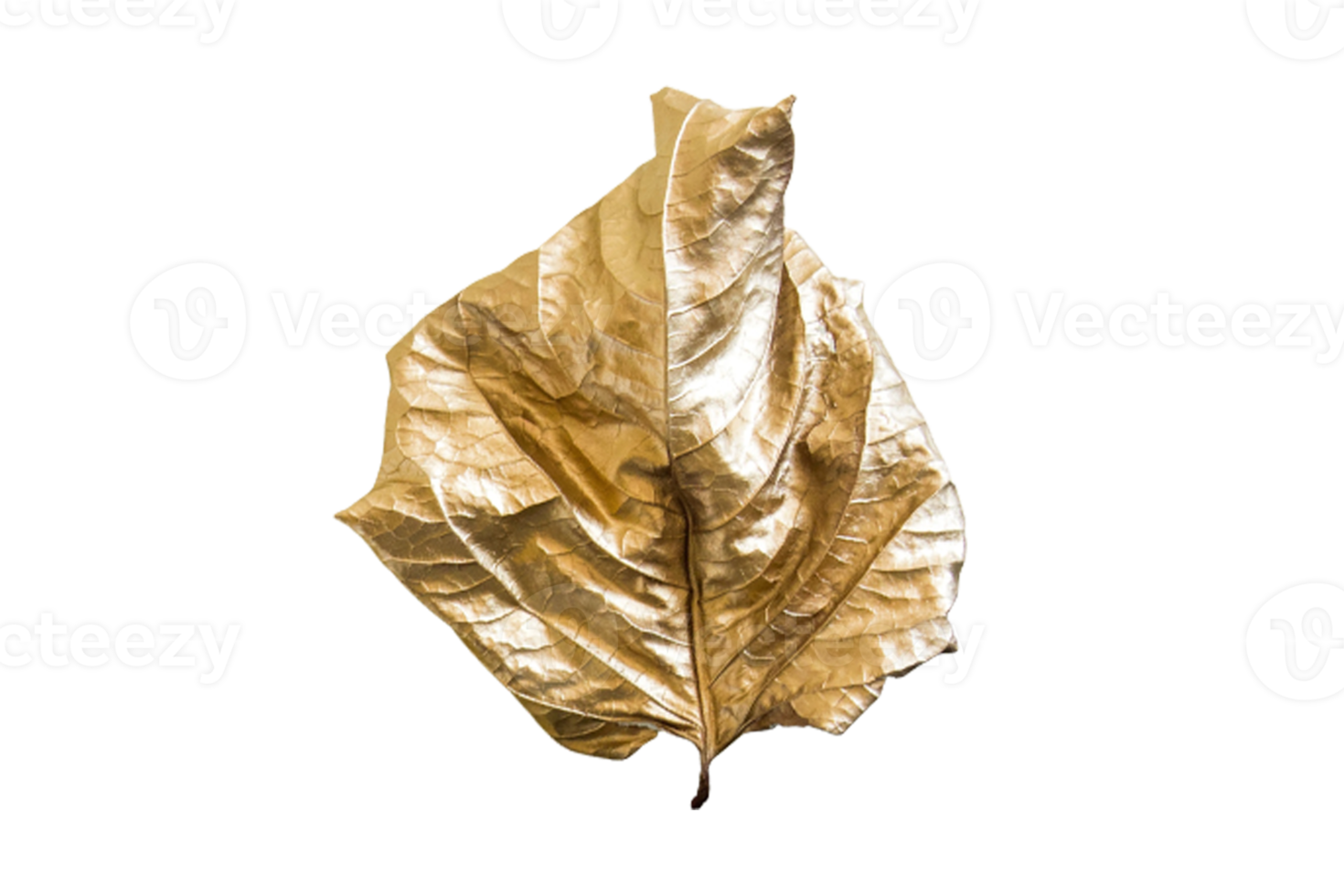 Golden leaf tree isolated on a transparent background png