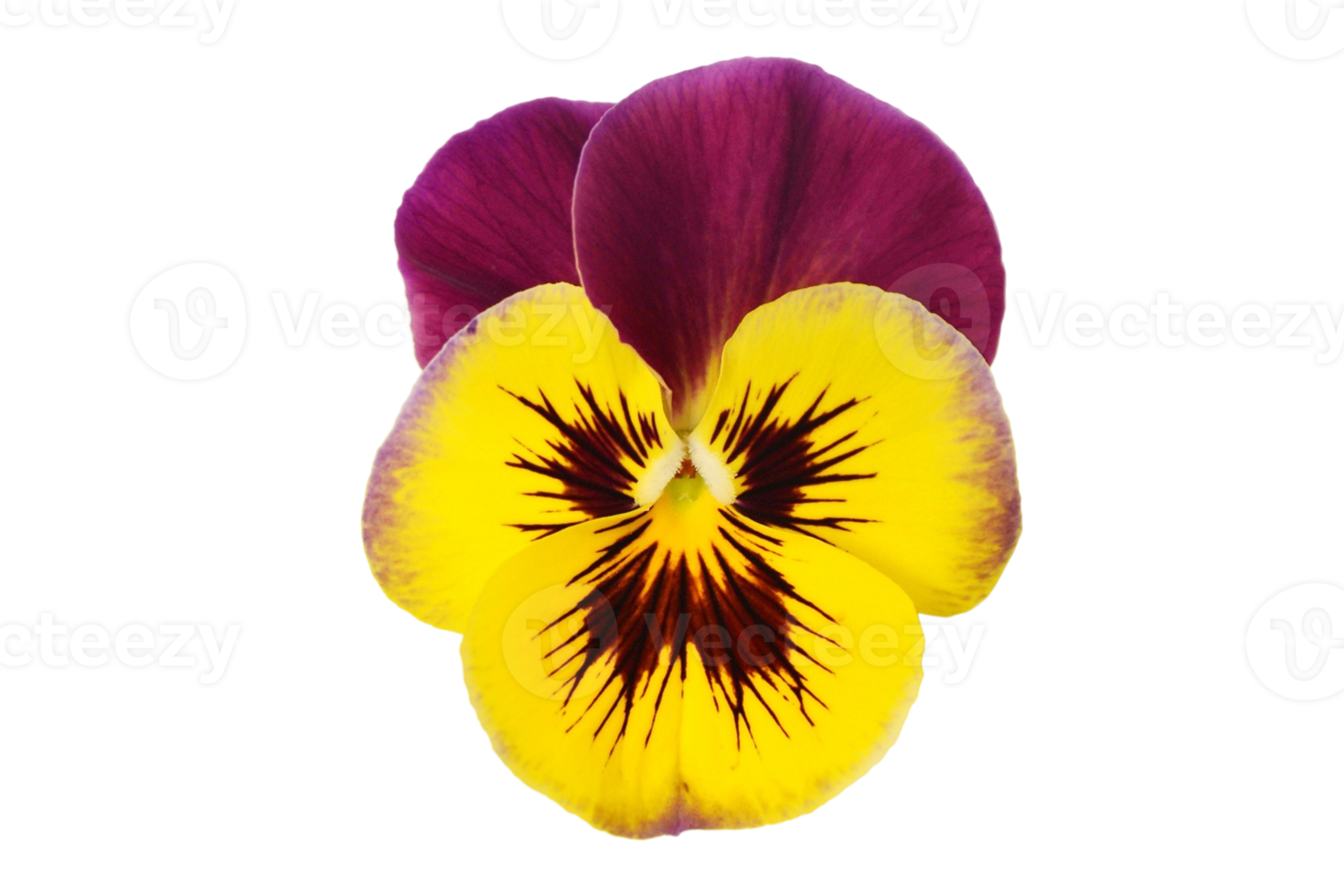 gul blomma isolerat på en transparent bakgrund png