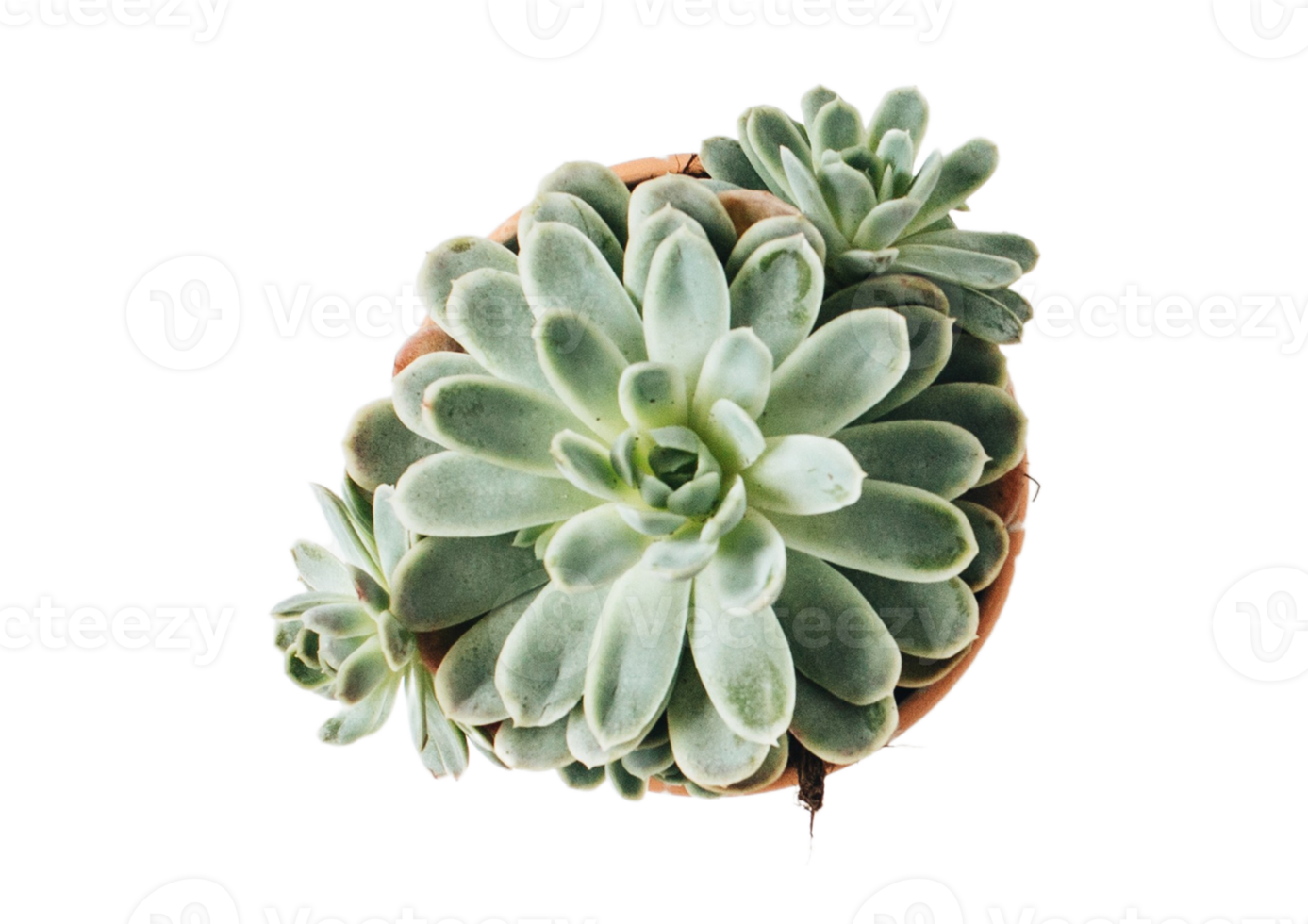 succulent plante isolé sur une transparent Contexte png