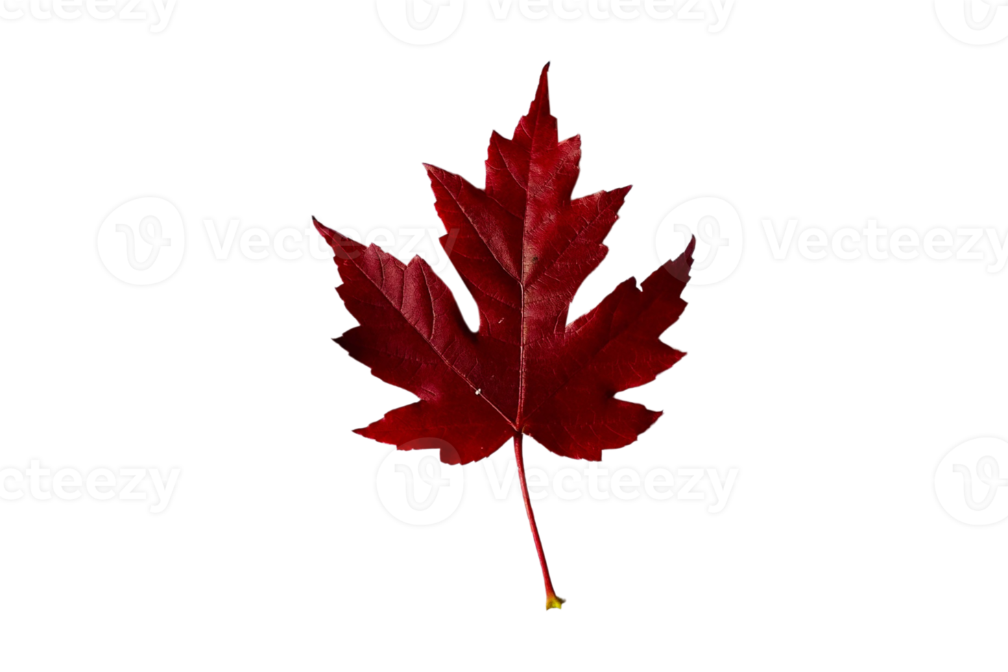 Red leaf isolated on a transparent background png