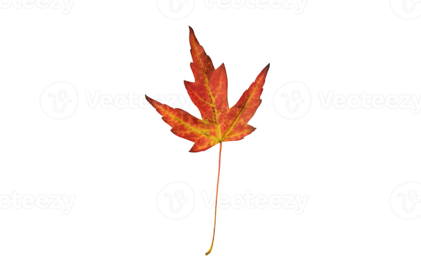 Free Orange leaf isolated on a transparent background 21597141 PNG with