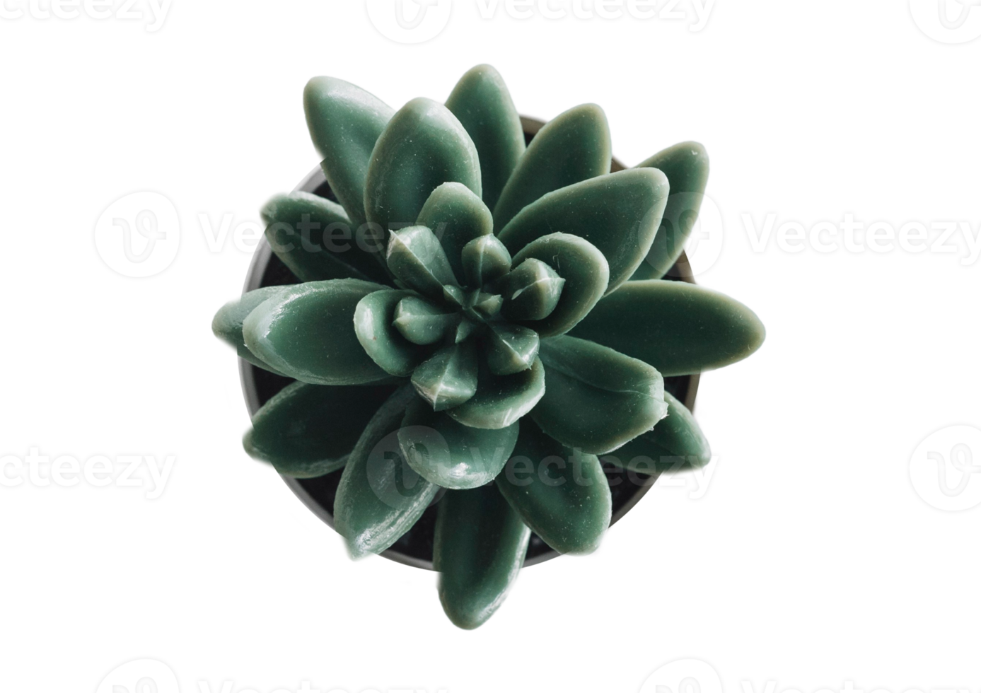 Succulents plant isolated on a transparent background png