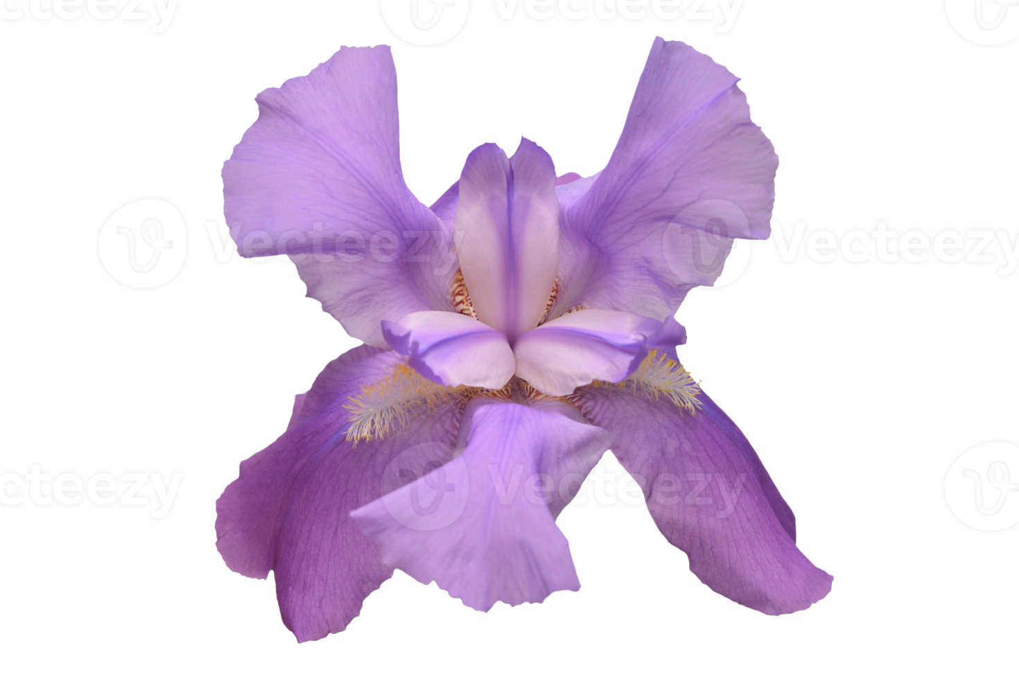 Purple flower isolated on a transparent background png