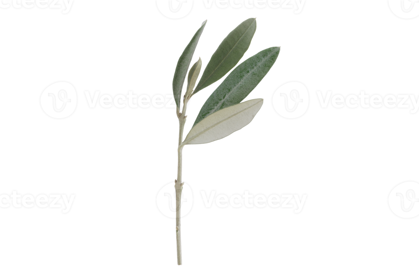 verde oliva ramo isolato su un' trasparente sfondo png