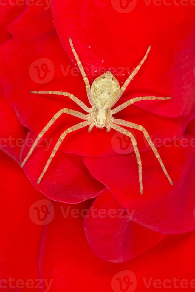 spider sitting on petals of red rose photo