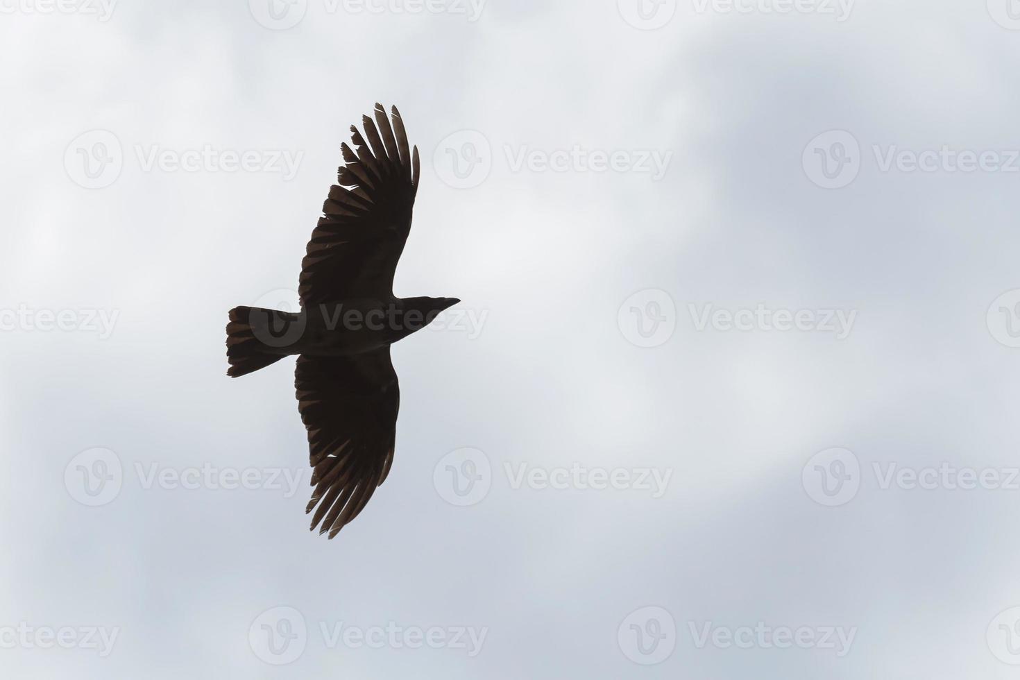 crow flying in a cloudy sky photo
