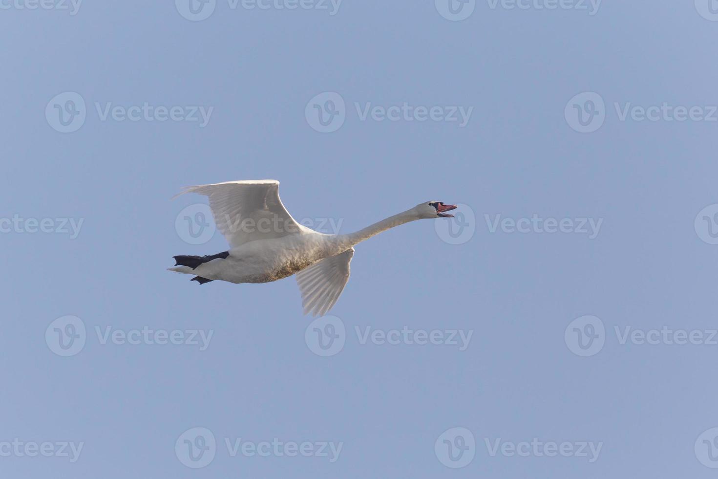 white swan flying in a blue sky photo