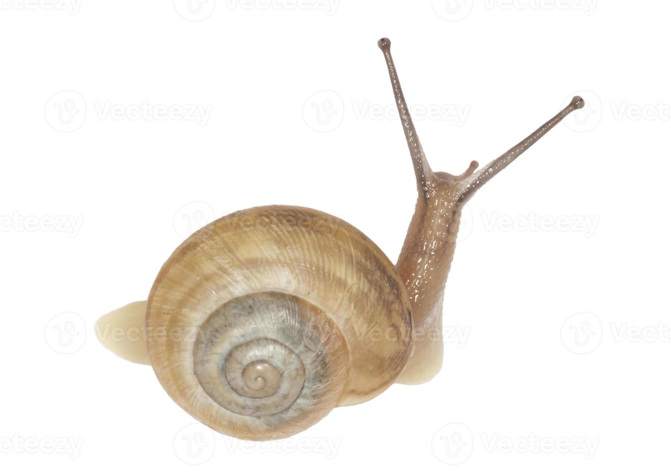 close up of snail isolated on white photo