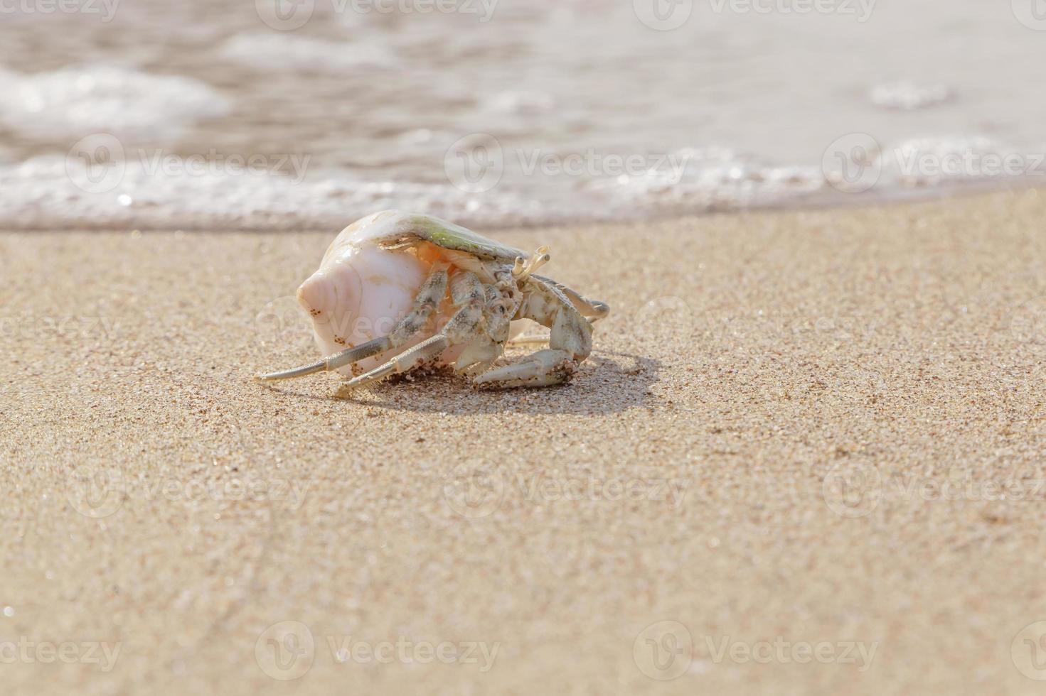 hermit crab crawling with a shell on sand at sea photo