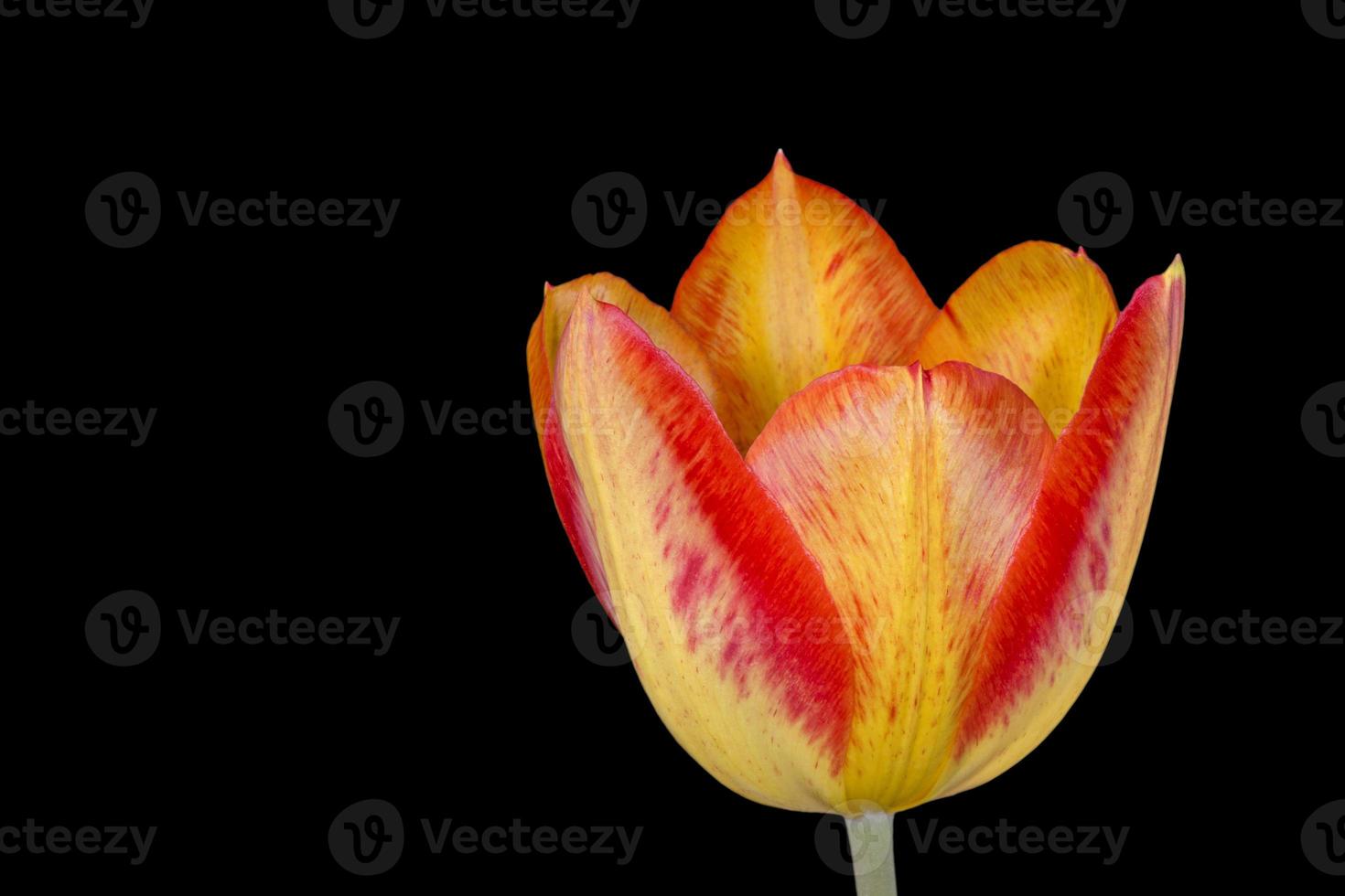 yellow with red tulip flower isolated on black photo