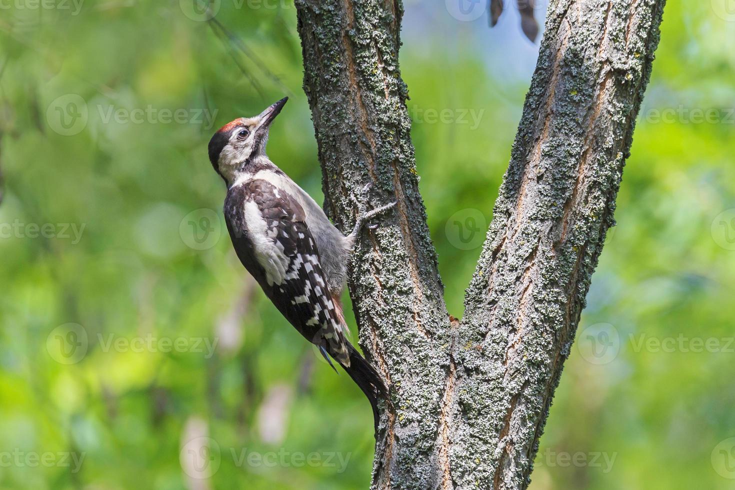 cerca arriba de pájaro carpintero sentado en rama de árbol foto