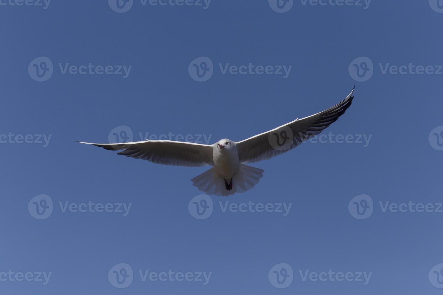 gull flying in a clear blue sky photo