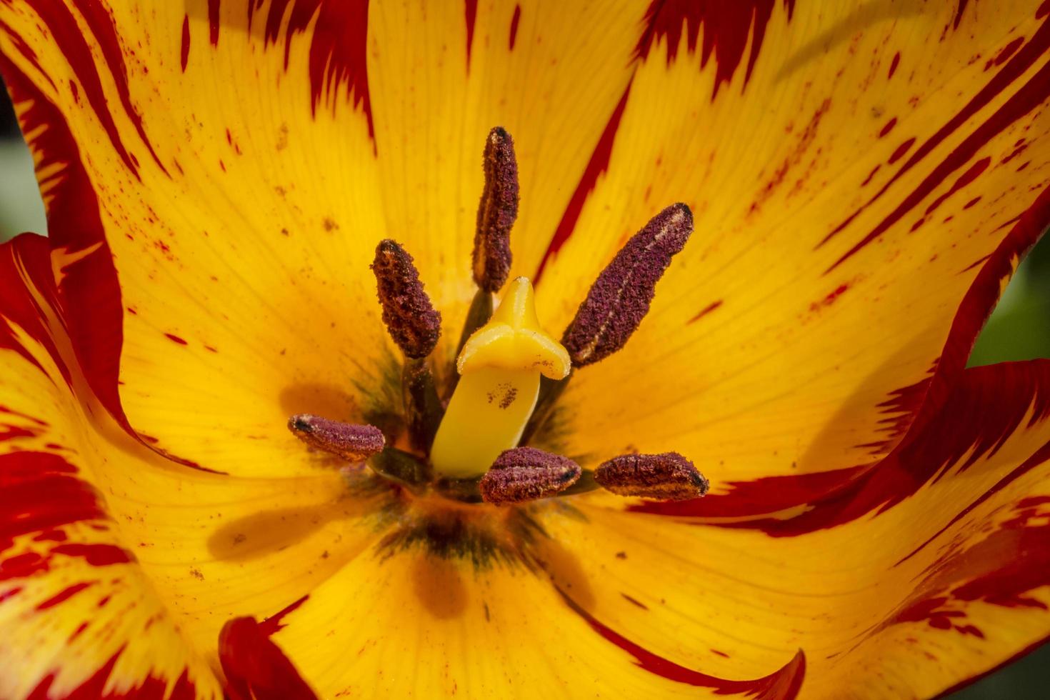 amarillo con rojo tulipán flor foto