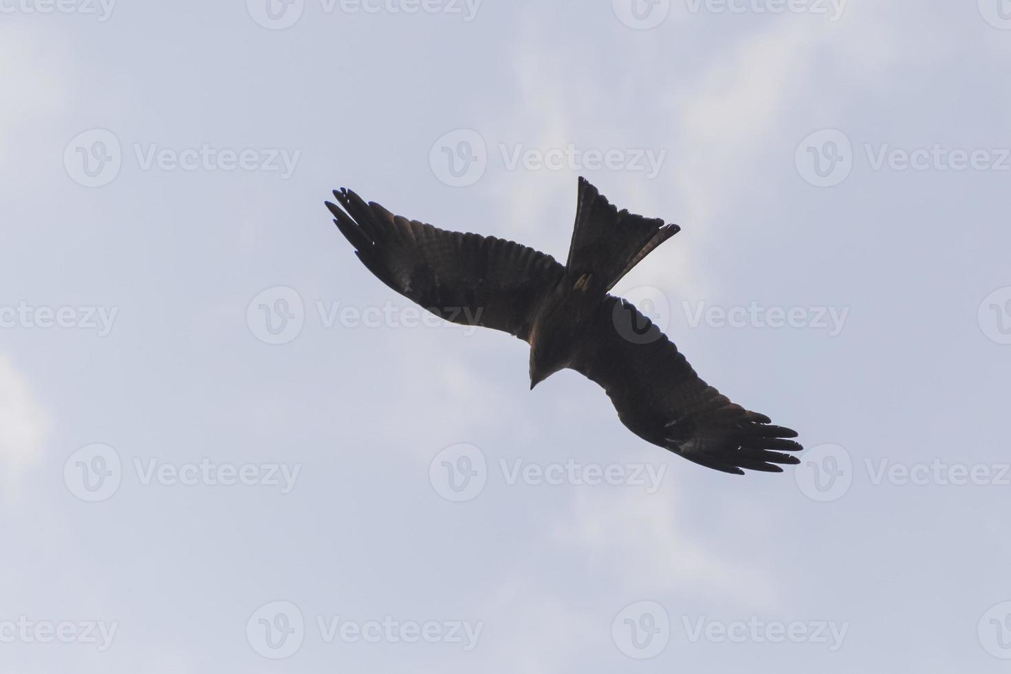 black kite flying in sky in India photo