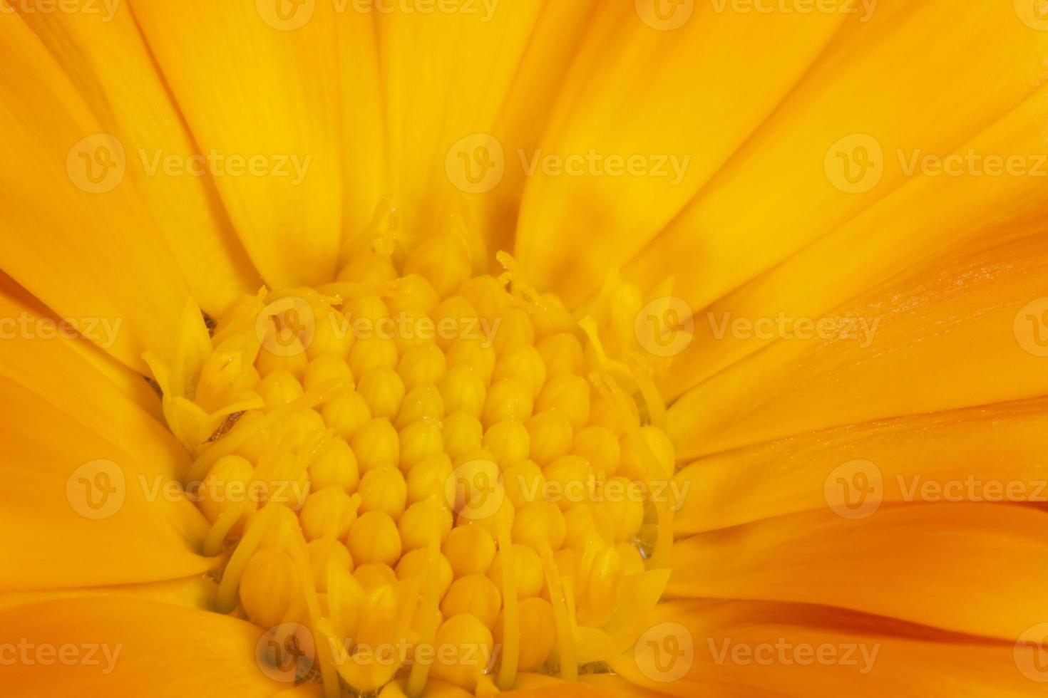 close up of orange calendula flower photo