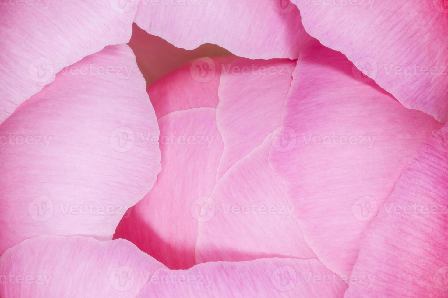 close up of pink peony flower photo