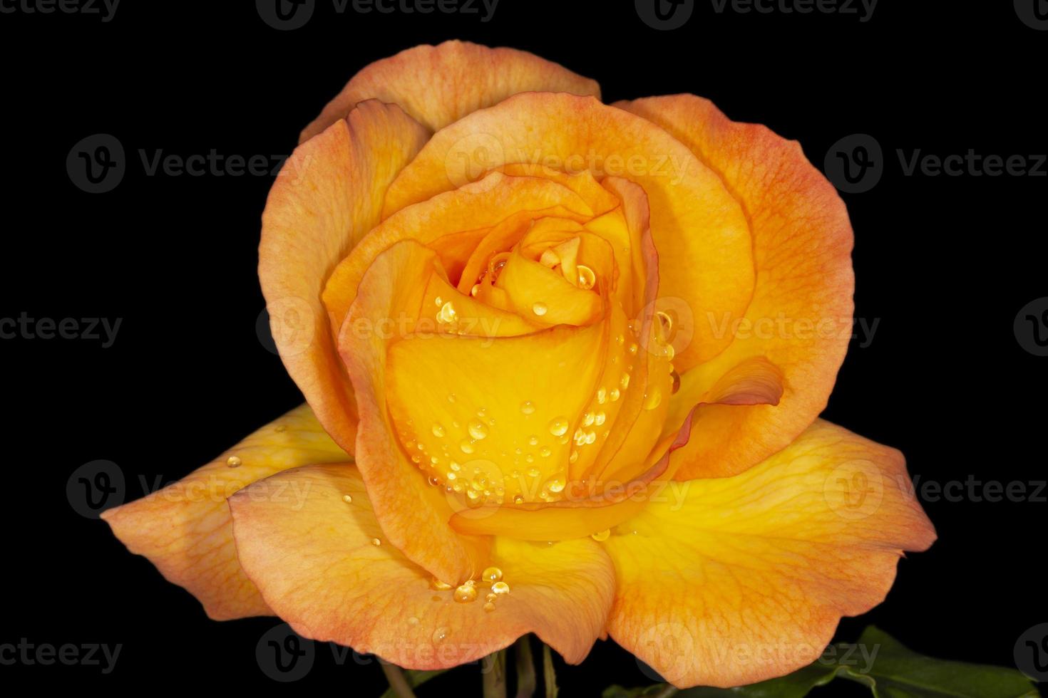 close up of orange rose covered with rain drops against black photo