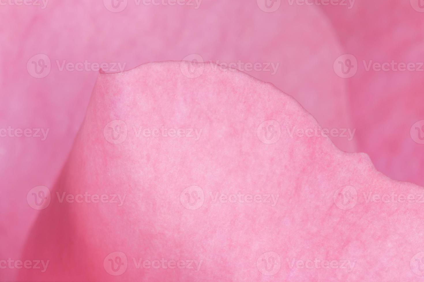 close up of petals of pink rose photo