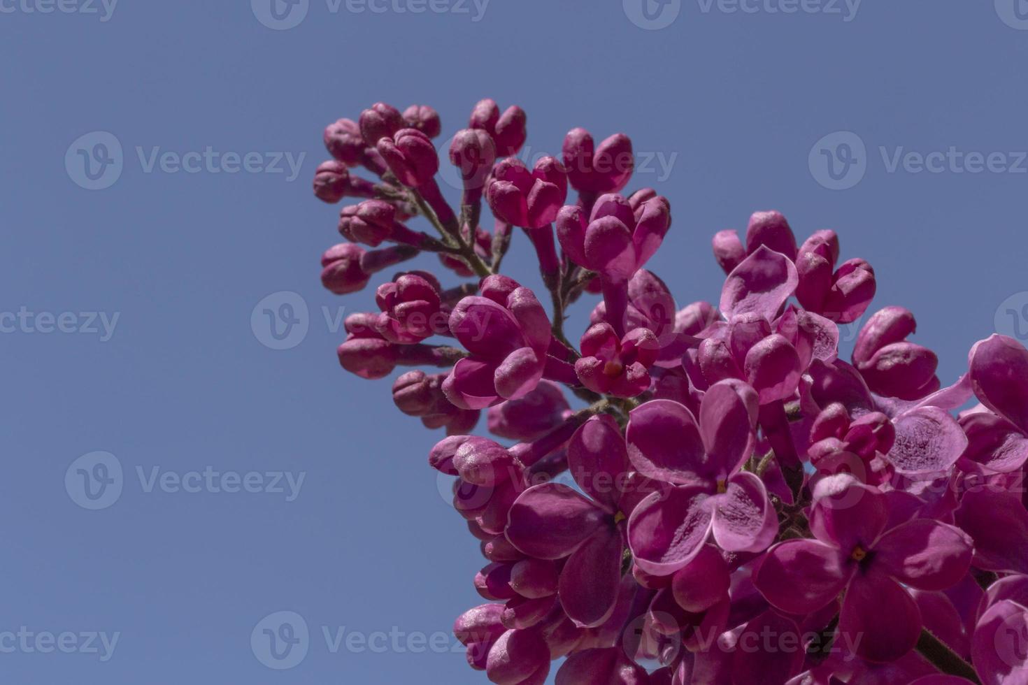 purple lilac blossoming against blue sky photo