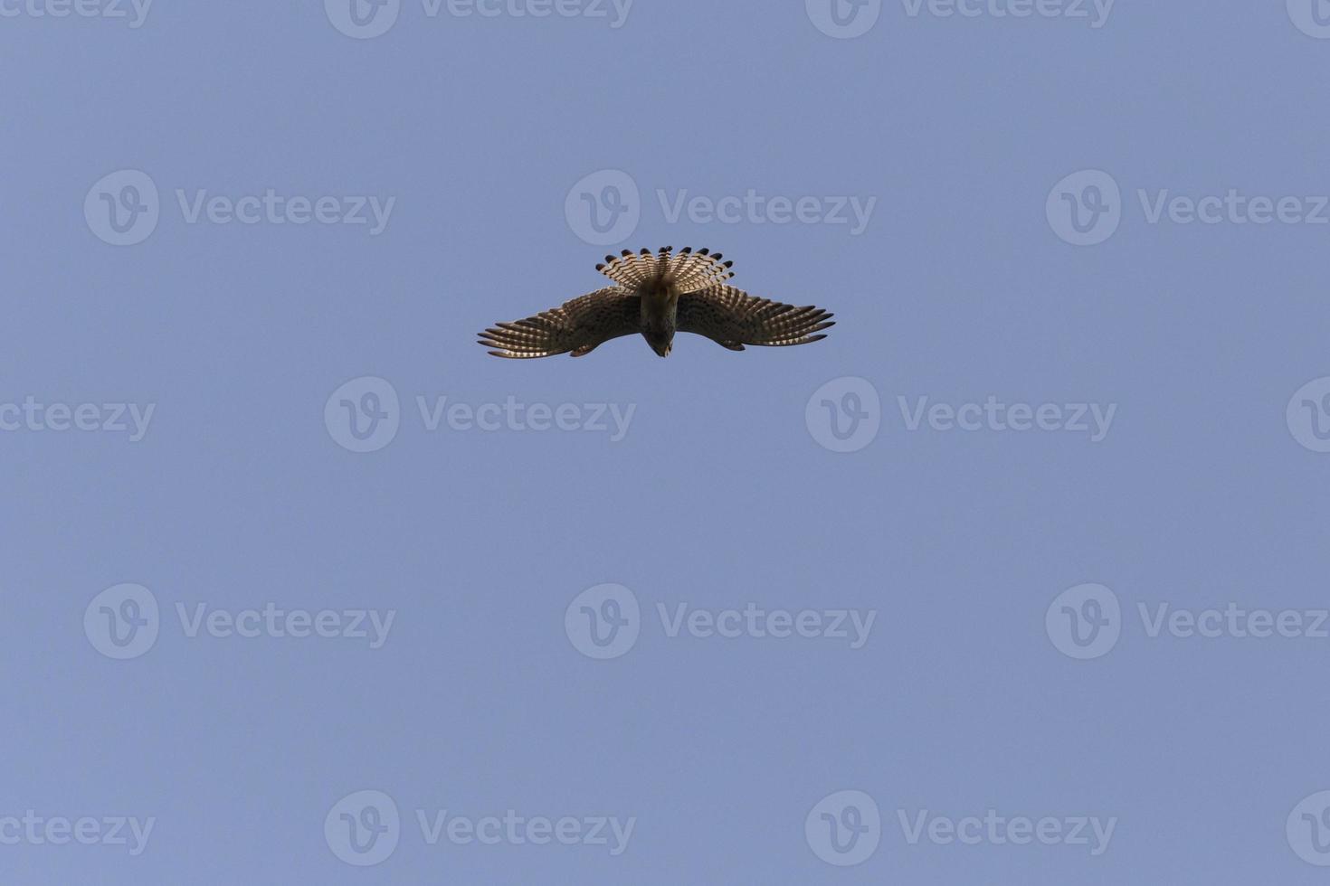 ommon kestrel flying in a clear blue sky photo