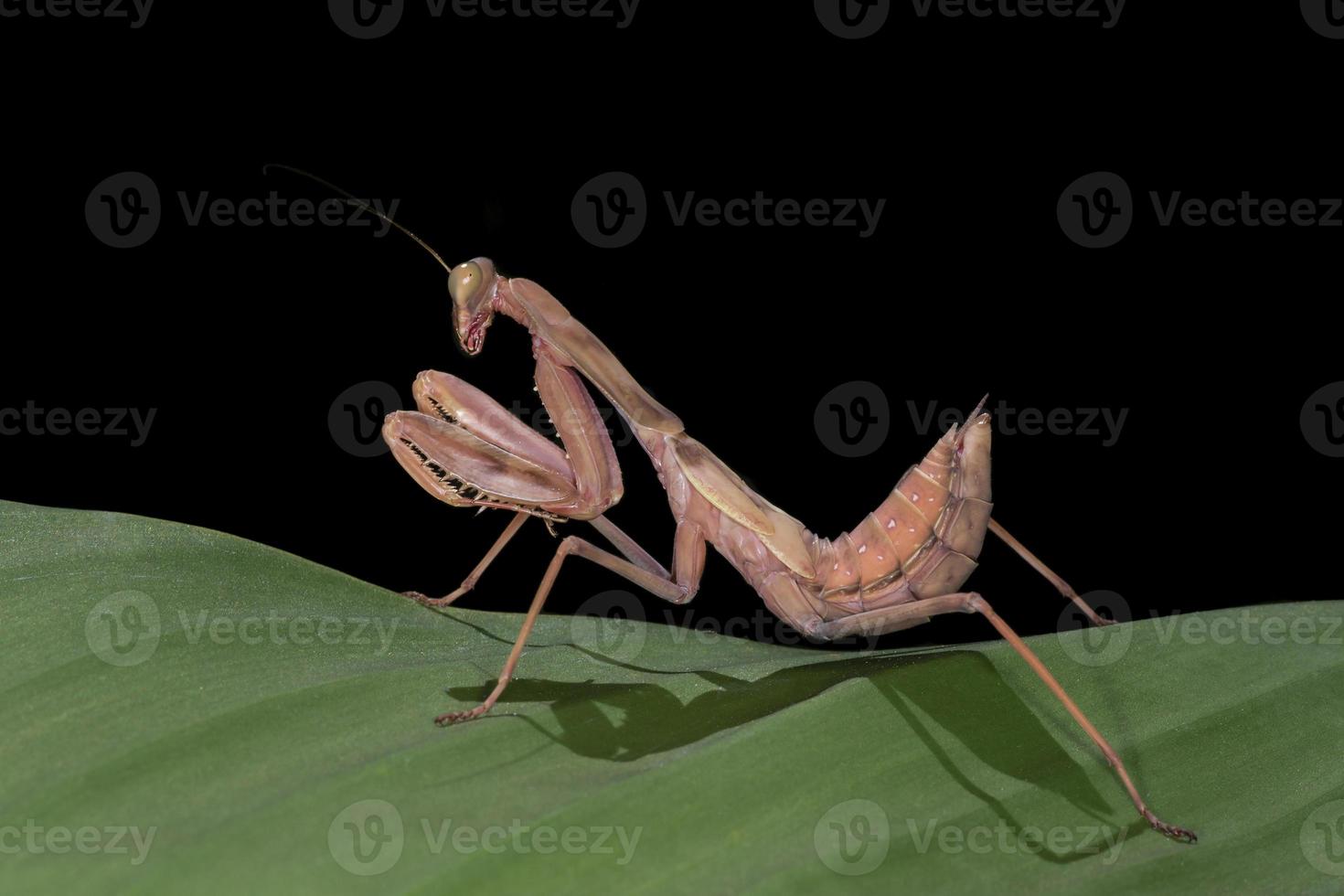 red mantis sitting on green leaf against black photo