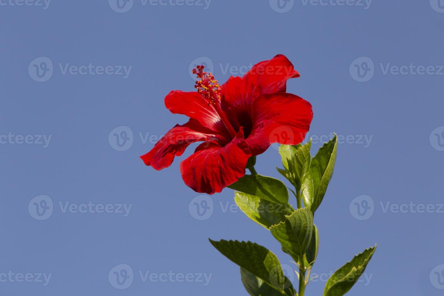 rojo hibisco rosa-sinensis flor en contra azul cielo foto