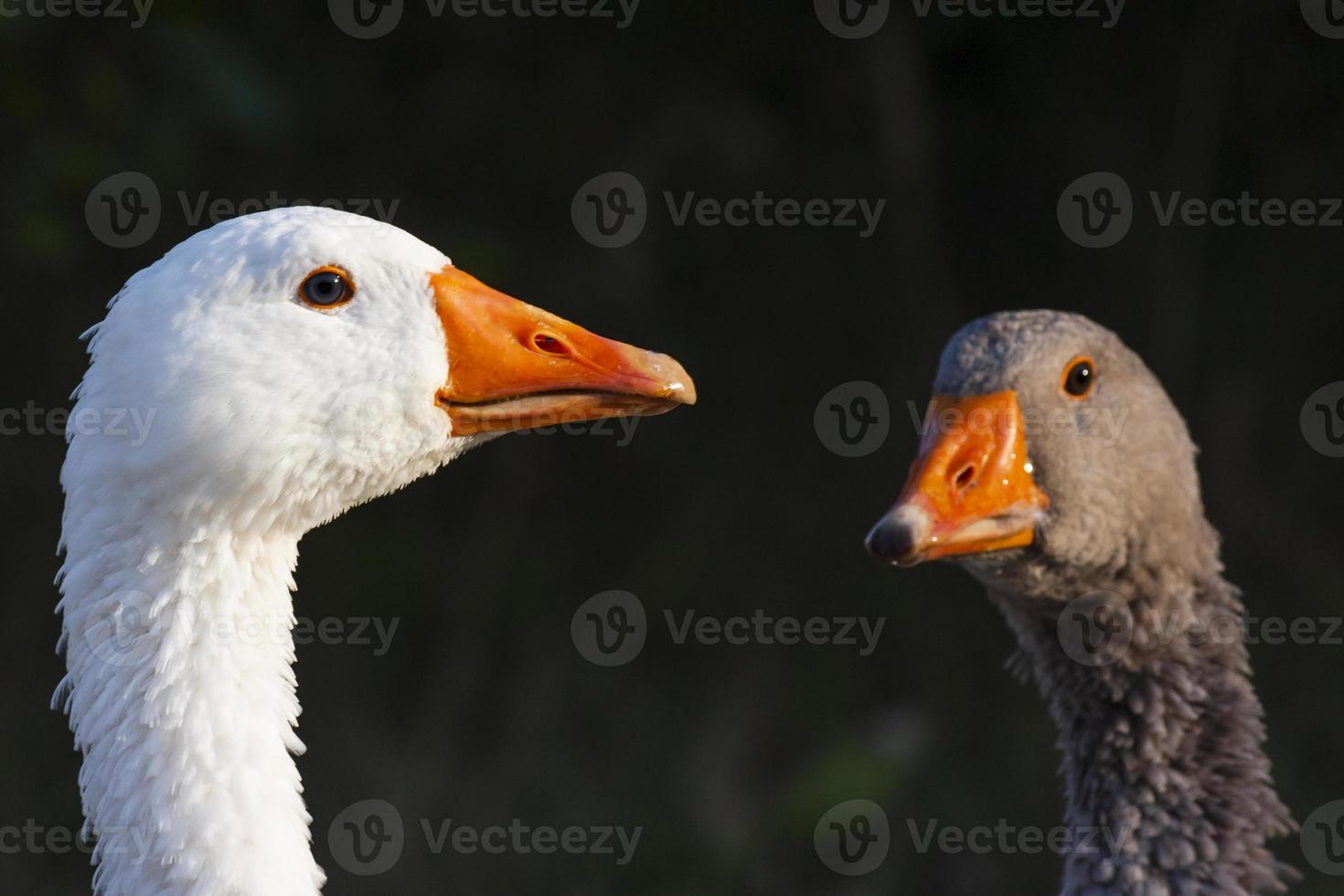 cerca arriba de cabezas de dos gansos foto