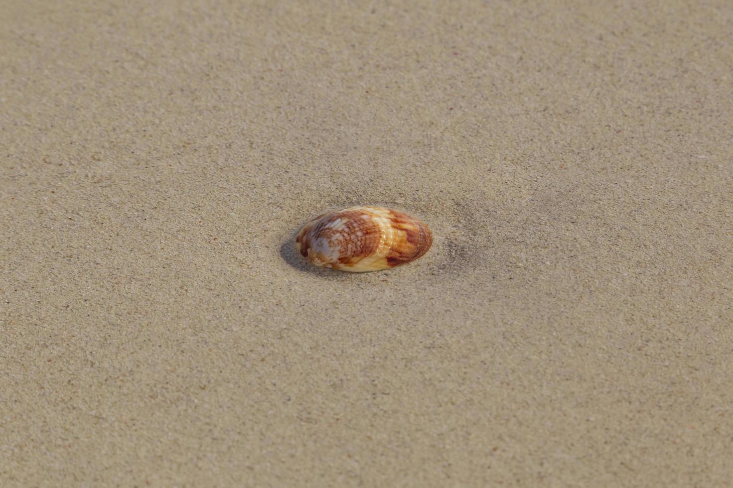 sea shell on sand of beach photo