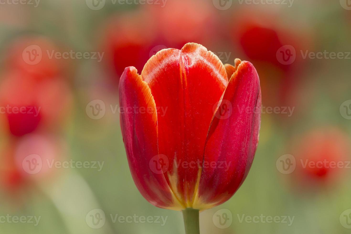 close up of red tulip blossom in garden photo