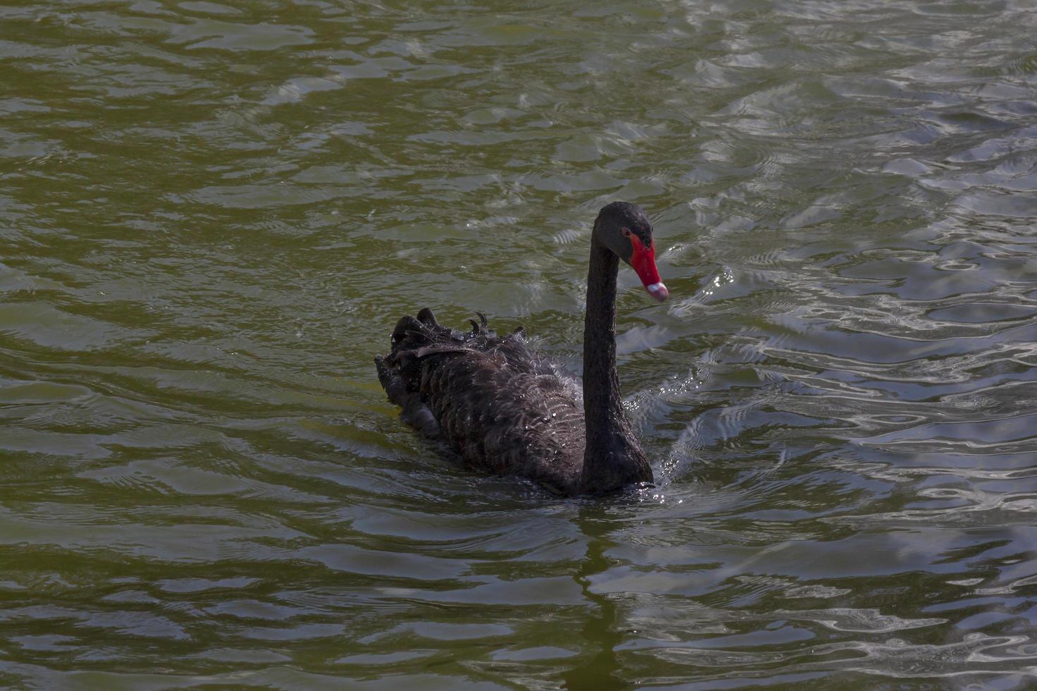 black swan swimming in a pond photo