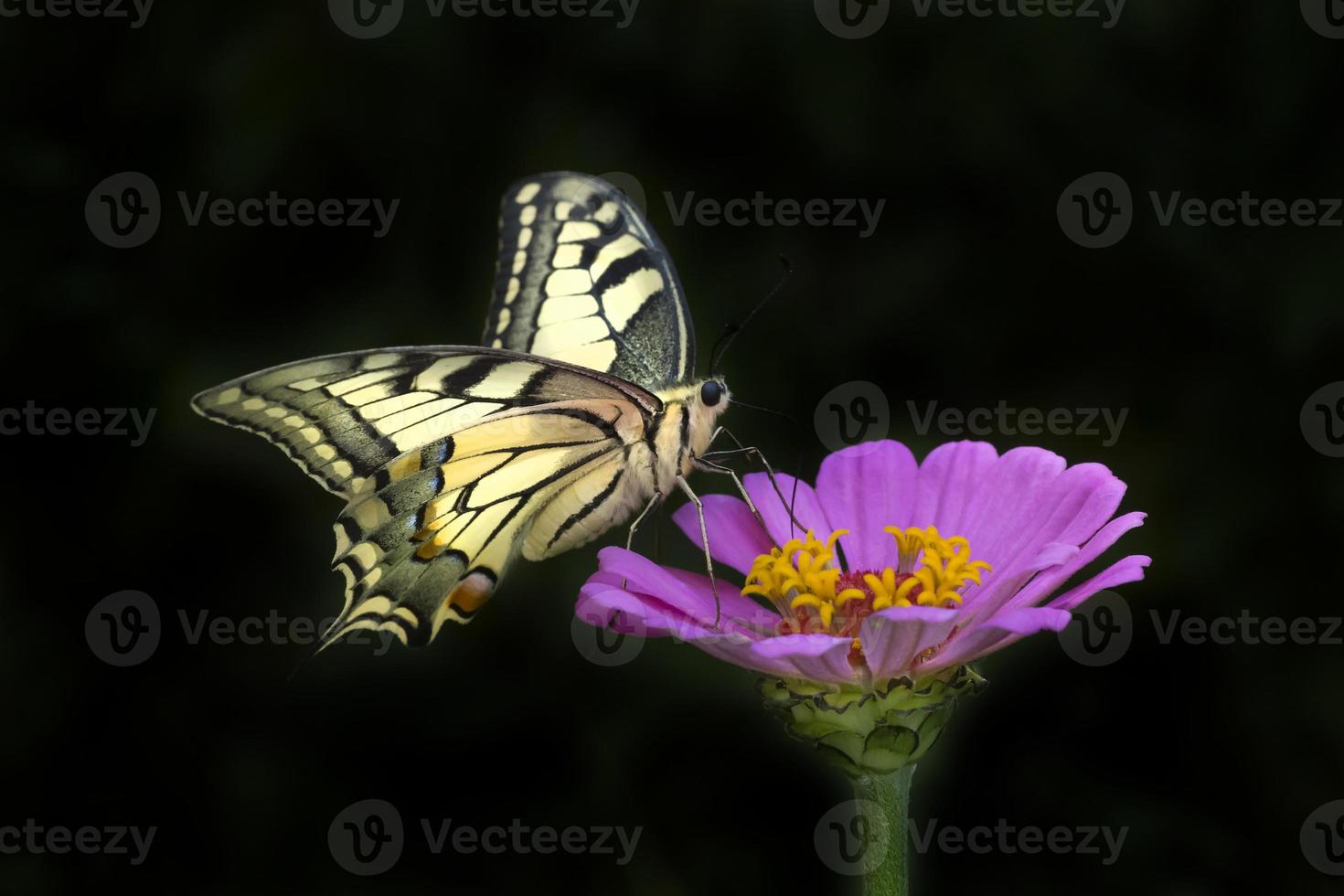 butterfly sitting on purple flower against black photo